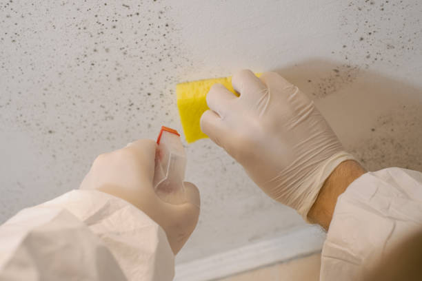 Mold Documentation for Insurance Claims in Long Lake, IL